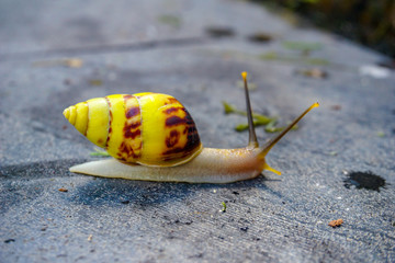 Snail passing the time near pool in paradise island Bali, Indonesia.