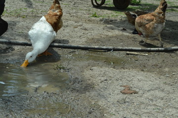 chickens under the dwarfs