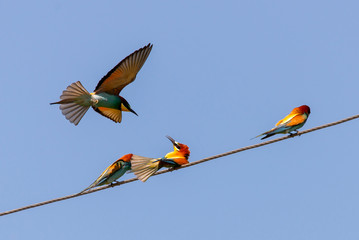 Bee-eater, European bee-eater birds on wire