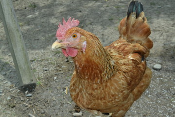 chickens under the dwarfs