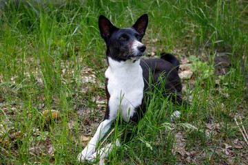 old dog basenji with a gray muzzle lying on the grass