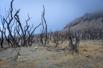 Dead forest of mount Papandayan is the most popular place for tourist. The beauty of heritage of volcanic eruption on the past. Papandayan Mountain is one of the favorite place to hike on Garut.