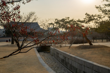 Bare winter branches with red berries at sunset in Gyeongbokgung Palace, a Joseon Dynasty era palace complex in Seoul, South Korea, dating from the 14th century