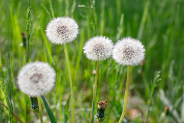Four dandelion with white caps on a background of green grass on a sunny afternoon. Close-up