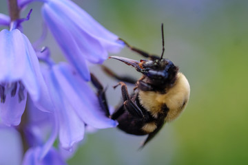 Bumblebee on Flower