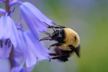 Bumblebee on Flower
