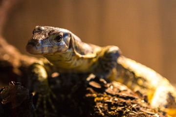 lizard photo in imitation of natural habitat