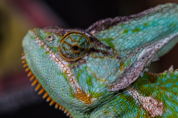 Green chameleon lizard in imitation of natural habitat