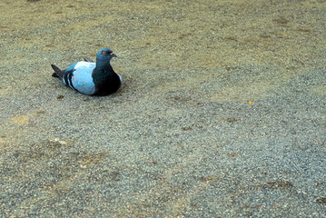 pigeon laying on tar with a serious look