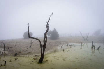 Dead forest of mount Papandayan is the most popular place for tourist. The beauty of heritage of volcanic eruption on the past. Papandayan Mountain is one of the favorite place to hike on Garut.