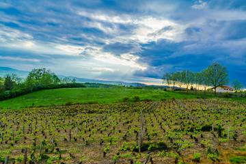 Fototapeta na wymiar vineyards and countryside in Beaujolais, France