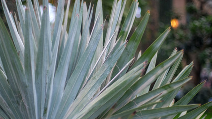 Fototapeta premium Palm Leaves