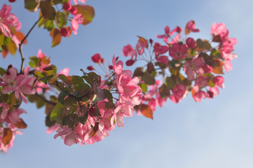 Blooming pink apple tree branch.