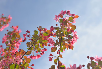 Blooming pink apple tree branch.