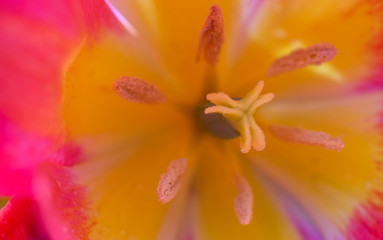 Fototapeta na wymiar Tulip Pollen