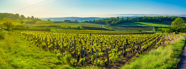 Panoramic landscape at sunrise with vineyards and countryside in Beaujolais