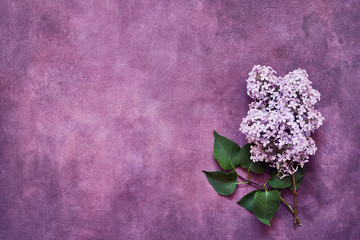 Pink Lilac flowers on violet background. Greeting card. Copy space, top view.