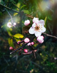 kwitnący kwiat wiśni © Katarzyna