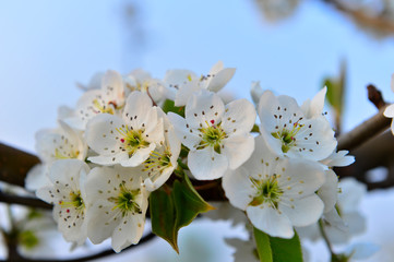 Obraz premium Pear flower in full bloom in spring