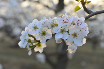 Fototapeta premium Pear flower in full bloom in spring
