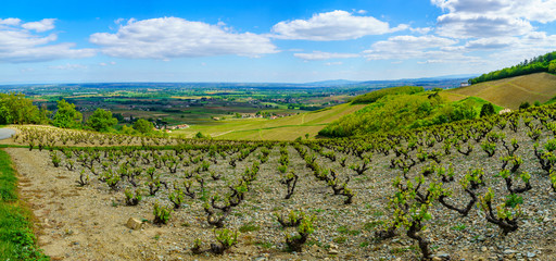 Fototapeta na wymiar Panoramic landscape of vineyards and countryside in Beaujolais