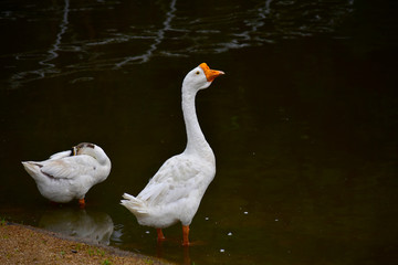  Geese are eating water In the back pool His nature is like playing water.