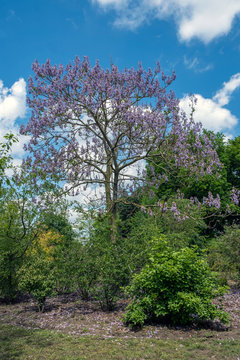 Blauglockenbaum (Paulownia tomentosa)
