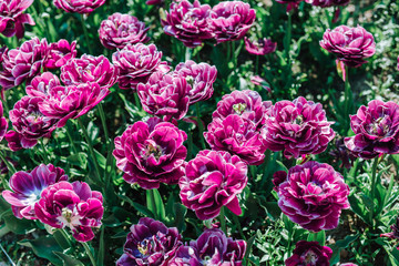Group purple tulips. Beautiful tulip in a flowerbed.