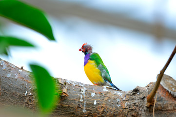 The outdoor fringillidae birds in the park