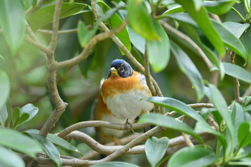 The outdoor fringillidae birds in the park