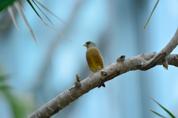 The outdoor fringillidae birds in the park