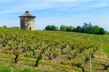 Fototapeta na wymiar Vineyards and countryside, and old keep tower, in Beaujolais