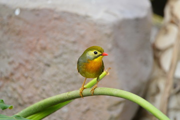 The outdoor fringillidae birds in the park
