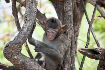 可愛いサル