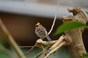 The outdoor fringillidae birds in the park