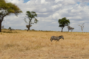 Fototapeta na wymiar Single zebra in dry grasslands with trees on the horizon