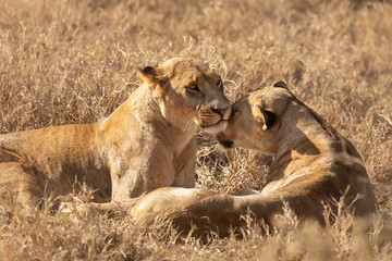 2 lionesses showing affection in the Maasai Mara, Kenya Africa