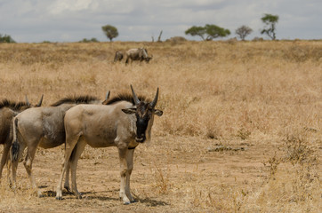 Naklejka na ściany i meble Several Wildebeest in dry grasslands with horizon line