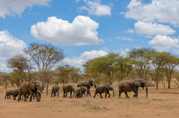 Herd of Elephants walking through dry dusty trees
