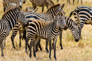Fototapeta na wymiar Zebra herd grazing on grasslands in Tanzania