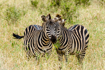 Fototapeta na wymiar Zebra with heads meeting and eating, in a humorous pose