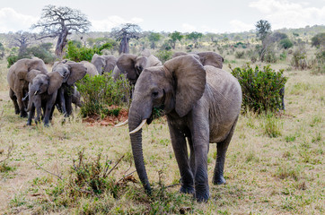 Elephant heard with baobab trees in the distance