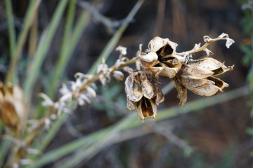 close up of yucca pods