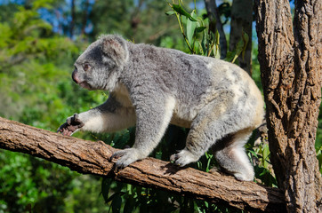 Koala on tree , Australia