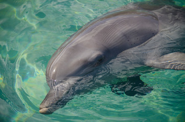 Dolphins in sea world, Gold Coast, Australia