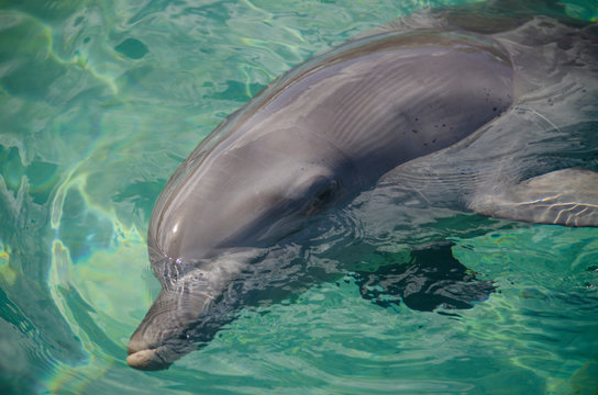 Dolphins In Sea World, Gold Coast, Australia