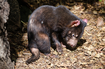 tasman devil, australian native species