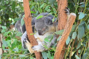 Cuddly Koala sleeping , Australia
