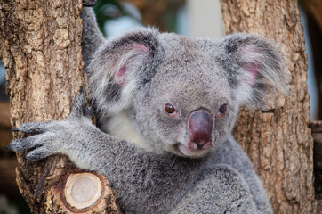 Koala on tree , Australia