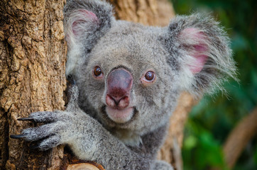 Koala on tree , Australia